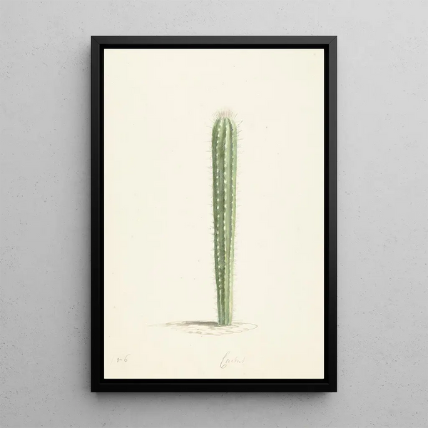Laurens Vincentsz van der Vinne - Cactus.webp