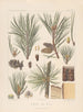 Iconografia dei coniferi Pl10 - Léon Gabriel Charles Parde — vista dell’opera