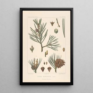 Leon Gabriel Charles Parde - Iconographie des coniferes Pl16.webp