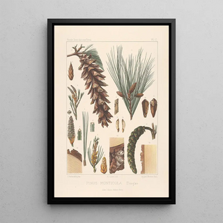 Leon Gabriel Charles Parde - Iconographie des coniferes Pl20.webp