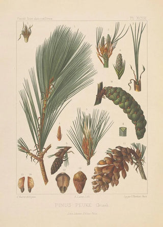 Leon Gabriel Charles Parde - Iconographie des coniferes Pl32.webp