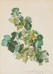 Johannisbeeren grün - Leopold Zinngger — Ansicht des Kunstwerks