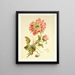 Papaveri - Lilly Walther — quadro incorniciato alla parete