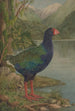 Sans titre Takahe - Lily Attey Daff — vista dell’opera