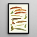 Novitates zoologicae pl 4 - Lionel Walter Rothschild — quadro incorniciato alla parete