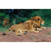 Riproduzione del dipinto Lions au repos - Wilhelm Kuhnert