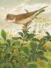 Fauvette grisette - Léon-Paul Robert — Ansicht des Kunstwerks