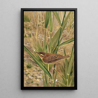 LoPaul Robert - Phragmite.webp