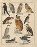 Illustrazioni per la Storia naturale generale di Oken per tutte le classi Pl042 - Lorenz Oken — vista dell’opera
