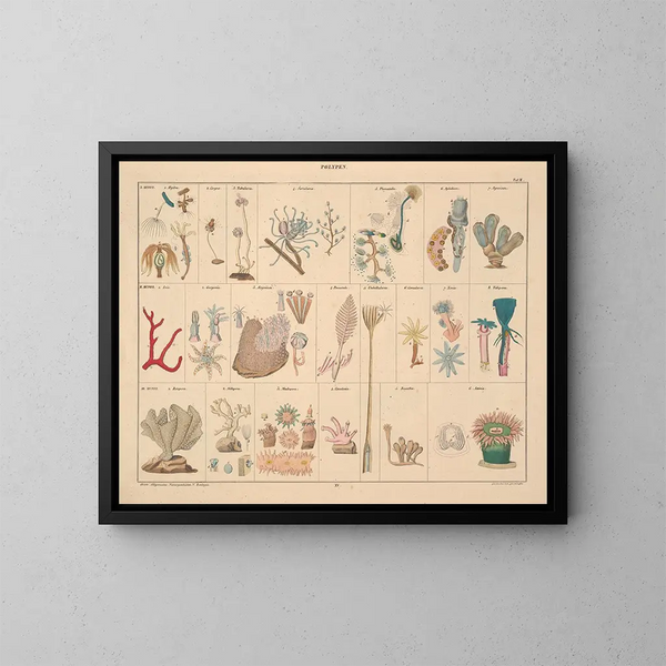 Illustrationen der Allgemeinen Naturgeschichte von Oken für alle Zustände Pl061 - Lorenz Oken — gerahmtes Bild an der Wand