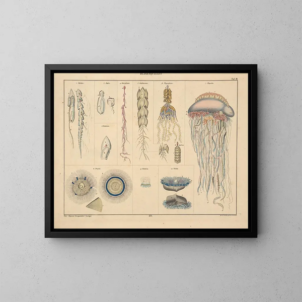 Illustrationen der Allgemeinen Naturgeschichte von Oken für alle Zustände Pl062 - Lorenz Oken — gerahmtes Bild an der Wand