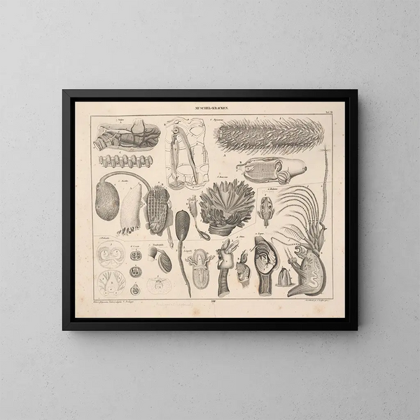 Illustrationen der Allgemeinen Naturgeschichte von Oken für alle Zustände Pl070 - Lorenz Oken — gerahmtes Bild an der Wand