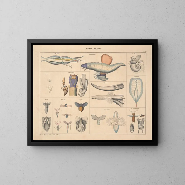 Illustrationen der Allgemeinen Naturgeschichte von Oken für alle Zustände Pl071 - Lorenz Oken — gerahmtes Bild an der Wand