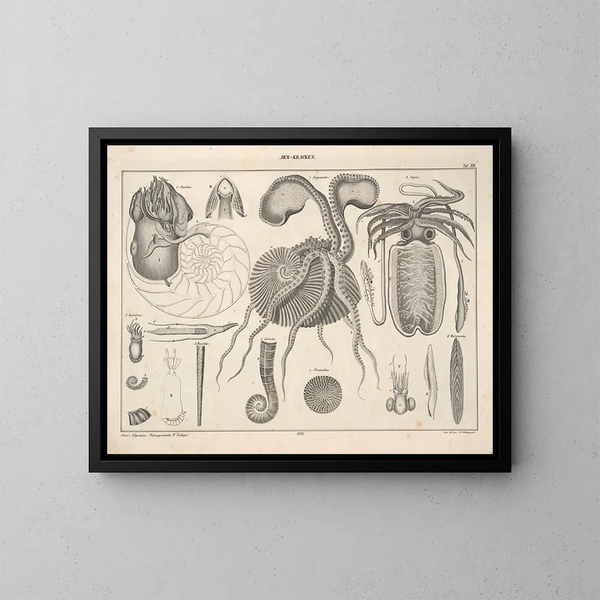 Illustrationen der Allgemeinen Naturgeschichte von Oken für alle Zustände Pl072 - Lorenz Oken — gerahmtes Bild an der Wand
