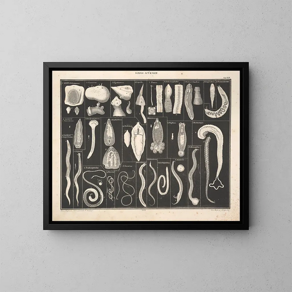 Illustrationen der Allgemeinen Naturgeschichte von Oken für alle Zustände Pl073 - Lorenz Oken — gerahmtes Bild an der Wand