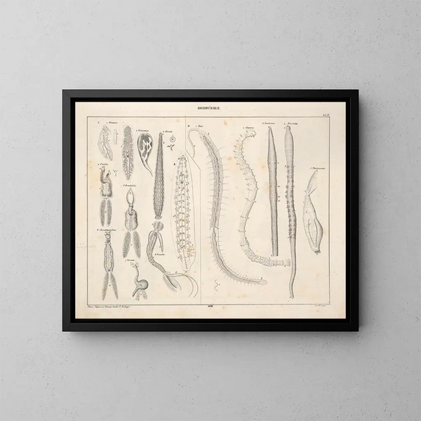 Illustrationen der Allgemeinen Naturgeschichte von Oken für alle Zustände Pl074 - Lorenz Oken — gerahmtes Bild an der Wand