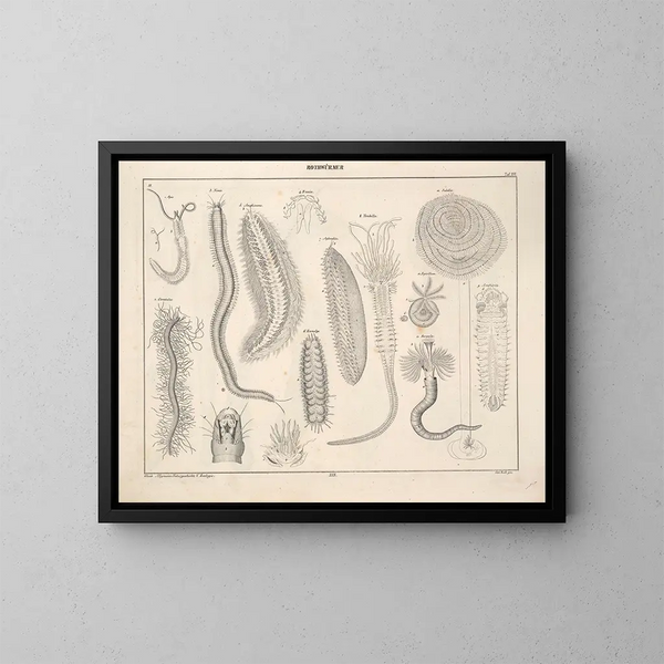 Illustrationen der Allgemeinen Naturgeschichte von Oken für alle Zustände Pl075 - Lorenz Oken — gerahmtes Bild an der Wand