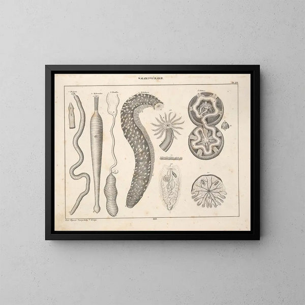 Illustrationen der Allgemeinen Naturgeschichte von Oken für alle Zustände Pl076 - Lorenz Oken — gerahmtes Bild an der Wand