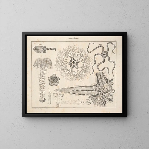 Illustrationen der Allgemeinen Naturgeschichte von Oken für alle Zustände Pl077 - Lorenz Oken — gerahmtes Bild an der Wand