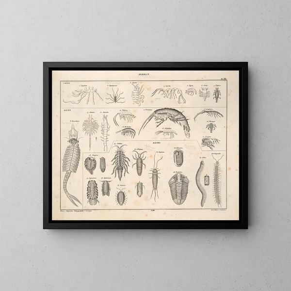 Illustrationen der Allgemeinen Naturgeschichte von Oken für alle Zustände Pl078 - Lorenz Oken — gerahmtes Bild an der Wand