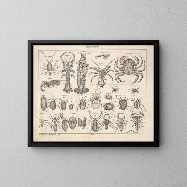 Illustrationen der Allgemeinen Naturgeschichte von Oken für alle Zustände Pl080 - Lorenz Oken — gerahmtes Bild an der Wand