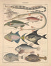 Illustrazioni per la Storia naturale generale di Oken per tutte le classi Pl092 - Lorenz Oken — vista dell’opera