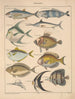 Illustrations for the General Natural History of Oken for all classes Pl096 - Lorenz Oken — artwork view