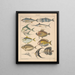 Illustrations for the General Natural History of Oken for all classes Pl096 - Lorenz Oken — framed artwork on a wall
