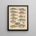 Illustrations for the General Natural History of Oken for all classes Pl097 - Lorenz Oken — framed artwork on a wall