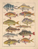 Illustrations for the General Natural History of Oken for all classes Pl098 - Lorenz Oken — artwork view