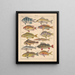 Illustrations for the General Natural History of Oken for all classes Pl098 - Lorenz Oken — framed artwork on a wall