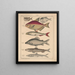 Illustrations for the General Natural History of Oken for all classes Pl100 - Lorenz Oken — framed artwork on a wall