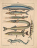 Illustrations for the General Natural History of Oken for all classes Pl102 - Lorenz Oken — artwork view