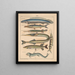 Illustrations for the General Natural History of Oken for all classes Pl102 - Lorenz Oken — framed artwork on a wall