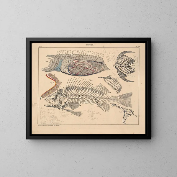 Illustrationen der Allgemeinen Naturgeschichte von Oken für alle Zustände Pl103 - Lorenz Oken — gerahmtes Bild an der Wand
