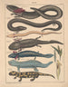 Illustrations for the General Natural History of Oken for all classes Pl104 - Lorenz Oken — artwork view