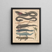 Illustrations for the General Natural History of Oken for all classes Pl104 - Lorenz Oken — framed artwork on a wall