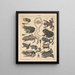 Illustrations for the General Natural History of Oken for all classes Pl105 - Lorenz Oken — framed artwork on a wall