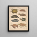 Illustrations for the General Natural History of Oken for all classes Pl106 - Lorenz Oken — framed artwork on a wall