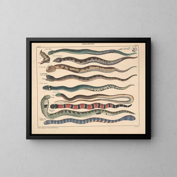 Illustrationen der Allgemeinen Naturgeschichte von Oken für alle Zustände Pl108 - Lorenz Oken — gerahmtes Bild an der Wand