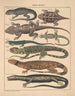 Illustrations for the General Natural History of Oken for all classes Pl112 - Lorenz Oken — artwork view