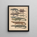 Illustrations for the General Natural History of Oken for all classes Pl112 - Lorenz Oken — framed artwork on a wall