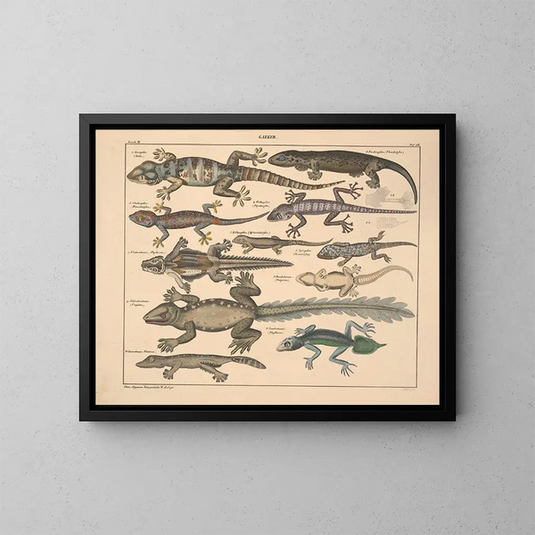 Illustrationen der Allgemeinen Naturgeschichte von Oken für alle Zustände Pl114 - Lorenz Oken — gerahmtes Bild an der Wand