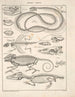 Illustrations for the General Natural History of Oken for all classes Pl117 - Lorenz Oken — artwork view
