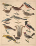 Illustrations for the General Natural History of Oken for all classes Pl118 - Lorenz Oken — artwork view