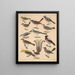 Illustrations for the General Natural History of Oken for all classes Pl118 - Lorenz Oken — framed artwork on a wall