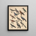 Illustrations for the General Natural History of Oken for all classes Pl119 - Lorenz Oken — framed artwork on a wall