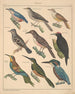 Illustrations for the General Natural History of Oken for all classes Pl123 - Lorenz Oken — artwork view