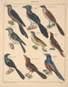 Illustrations for the General Natural History of Oken for all classes Pl124 - Lorenz Oken — artwork view
