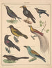 Illustrations for the General Natural History of Oken for all classes Pl126 - Lorenz Oken — artwork view